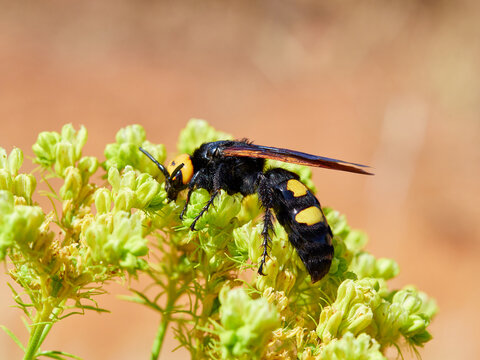 Mammoth Wasp, Megascolia Regiscolia maculata 
