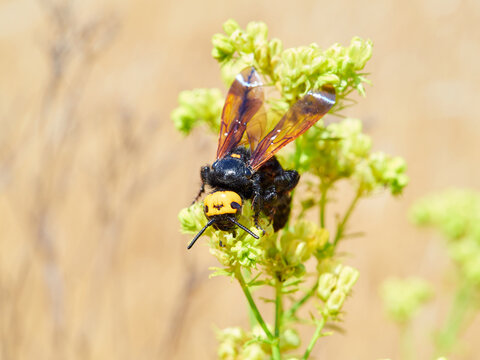 Mammoth Wasp, Megascolia Regiscolia maculata 
