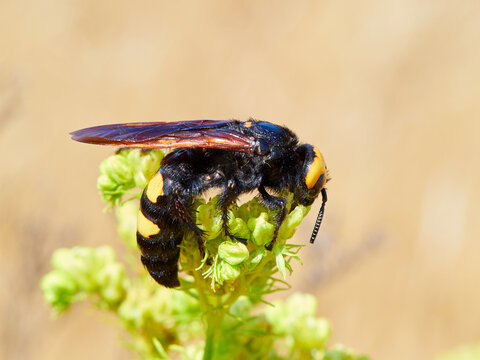 Mammoth Wasp, Megascolia Regiscolia maculata 
