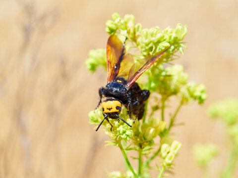 Mammoth Wasp, Megascolia Regiscolia maculata 
