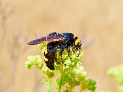 Mammoth Wasp, Megascolia Regiscolia maculata 
