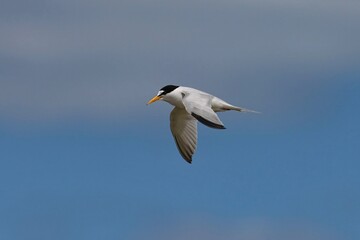 Fototapeta premium The least tern (Sternula antillarum) is a species of tern that breeds in North America and locally in northern South America. 