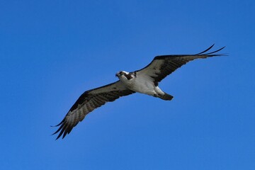 Obraz premium The osprey is a diurnal, fish-eating bird of prey with a cosmopolitan range.