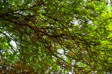 Fototapeta premium Dense Green Forest Canopy Showcasing Natural Branch Patterns