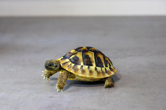 Side view of a small patterned tortoise.