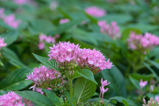 Close up of beautiful pink pentas flowers blooming with green leaves on soft blurred natural background