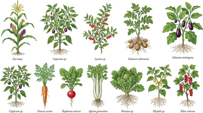 Botanical plant species vector illustration with corn, pepper, potato, carrot, radish, celery, and edible morphology design