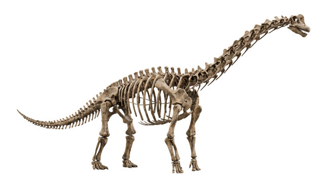 A detailed view of a large dinosaur skeleton, showcasing its long neck and tail, against a plain white background.