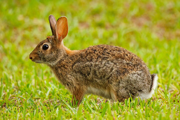 Profile identification portrait of an adult eastern cottontail rabbit, Sylvagus floridanus © Michael Redmer©