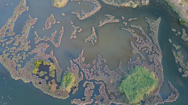 Aerial video of a pond filled with pink flamingos, showcasing beautiful bird patterns and a vibrant wetland habitat from above.