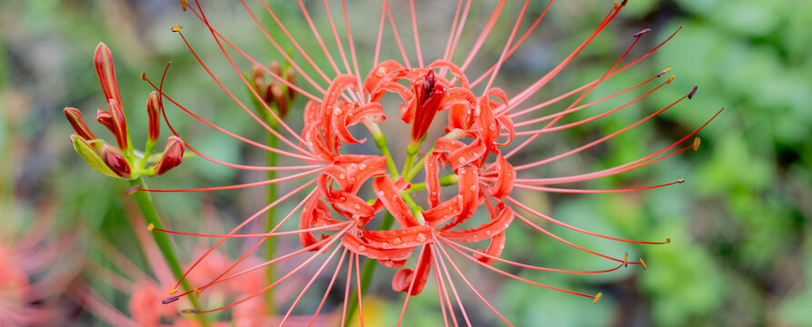 Red Spider Lily Blooming Among Green Foliage in Autumn