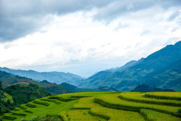 Obraz premium Rice terrace Field Green agriculture rainny season dark cloud amazing landscape. Golden green rice terraces tropical landscape. Sustainable Ecosystem rice paddy field Vietnam green nature farm land