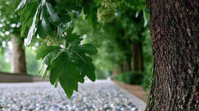 Green oak leaves tree trunk summer park natural background outdoor foliage peaceful sunlight nature tranquil scene