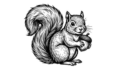 Vintage Style Black and White Squirrel Hugging Acorn with Fluffy Bushy Tail Vector © Md Humaun
