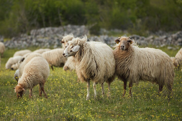 Naklejka premium A flock of sheep stands together in a grassy countryside field outdoors. Soft natural scenery creates calm rural farming atmosphere.