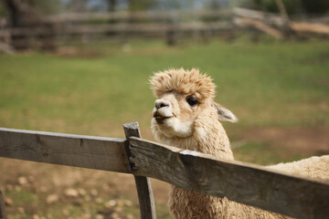 Obraz premium An alpaca stands behind a wooden fence in a countryside enclosure outdoors. Fluffy fur and soft natural light create peaceful farm animal atmosphere.
