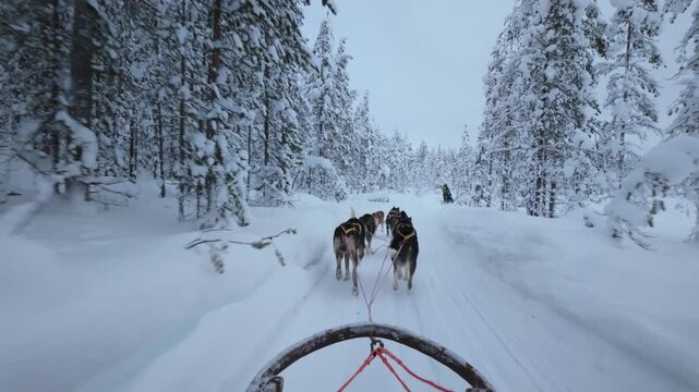 Experience the magic of Lapland as a pack of energetic huskies pulls a sled through breathtaking snowy forests. This thrilling ride showcases the stunning beauty of Akaslompolo in winter.