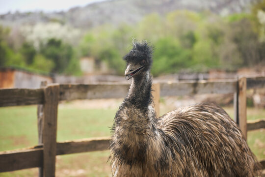 An emu stands near a wooden fence in an outdoor habitat. Natural background and soft focus create cinematic exotic bird portrait atmosphere.