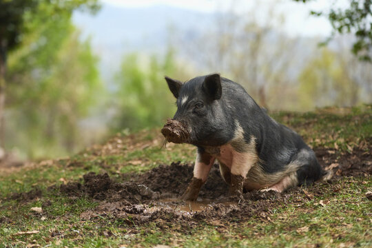 A pig rests on the ground in a natural outdoor enclosure. Soft daylight and earthy textures create authentic farm animal atmosphere.