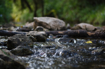 Fototapeta premium Water flowing over rocks in a forest stream