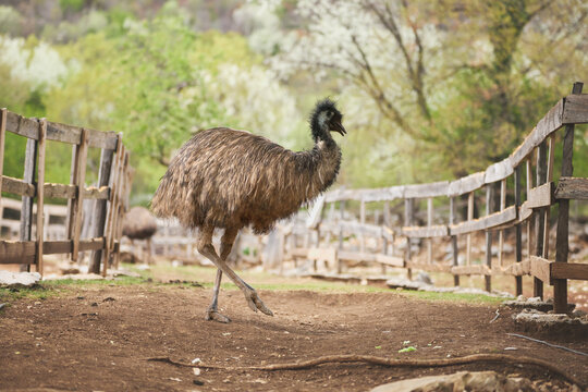 An emu walks across a natural outdoor enclosure surrounded by greenery. Soft earthy scenery creates cinematic wildlife atmosphere.