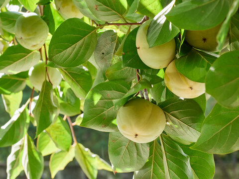 Ripening persimmon tree fruit