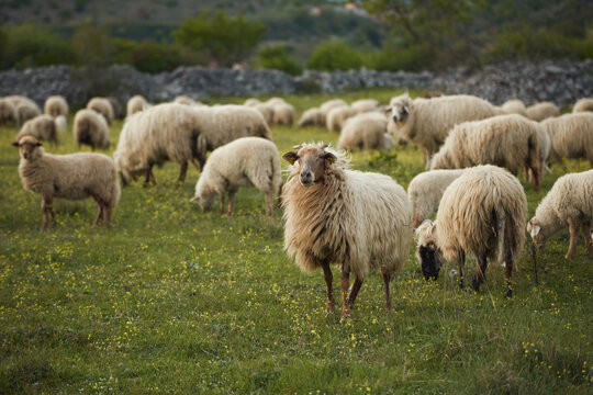 A sheep flock stands together in a green countryside pasture outdoors. Natural scenery and soft daylight create peaceful farming atmosphere.