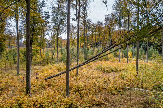 Aerial view of a dense forest with autumn foliage, tall trees, and lumberjacks working among the yellow leaves in Debrzno, Pomeranian Voivodeship, Poland.