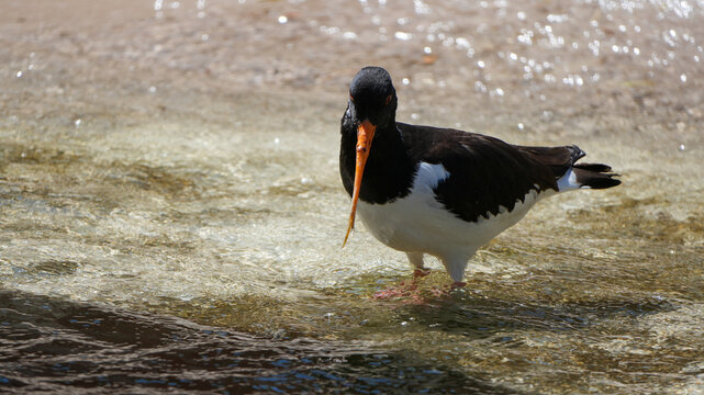 beautiful eurasian oystercatcher (haematopus ostralegus) standing in shallow coastal water