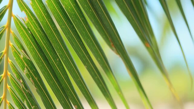 palm frond tropical leaves summer breeze sunlight green texture resort nature close focus with swaying leaf lines suggesting island vacation calm botanical background and warm travel atmosphere