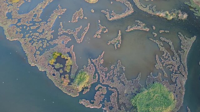Aerial video of a pond filled with pink flamingos, showcasing beautiful bird patterns and a vibrant wetland habitat from above.