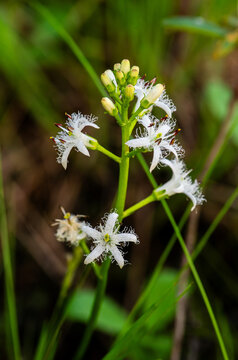 Buck-bean flower in the bog