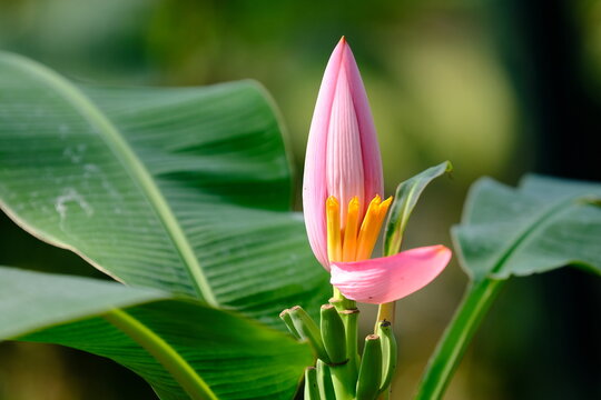 Pink banana plant (Musa ornata Roxb) in the garden.