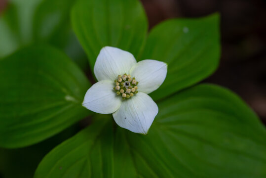Bunchberry flower in the forest
