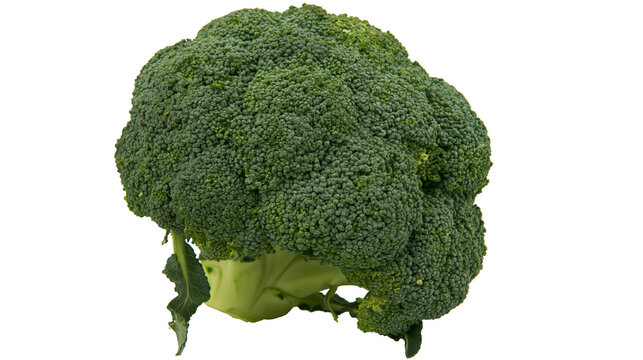 Fresh green broccoli head with thick stem and leaves