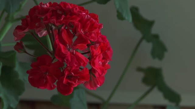 Red geranium garden flower smooth zoom into the blossom cluster and texture close up b roll