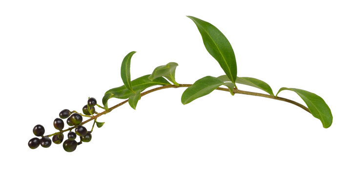 Twig of ligustrum with leaves and black berries isolated on white or transparent background