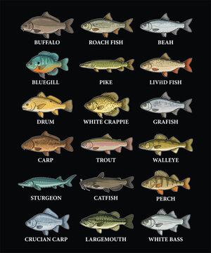 Detailed fish species collection chart, freshwater fishing guide vector illustration set.