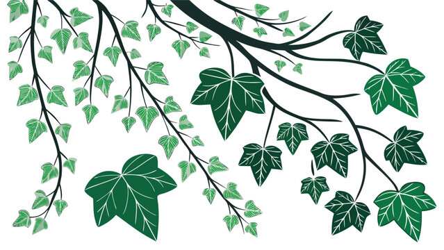 Vector illustration ivy leaves and branches vector illustration, botanical design element with green foliage