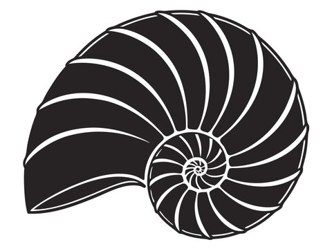 Nautilus shell vector illustration, black and white spiral seashell icon
