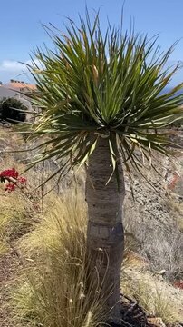 Dracaena draco or Dragon tree in the park of Tenerife,Canary Islands,Spain,4K vertical video.	