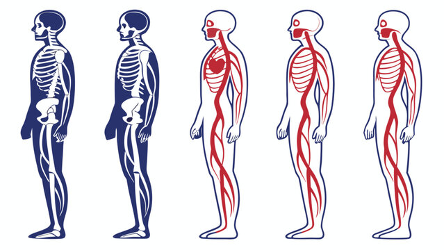 Vector illustration human body anatomy silhouettes showing skeletal and circulatory systems