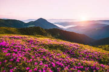 Obraz premium Vibrant rhododendron flowers blanket lush green hills under a breathtaking sunset sky in a serene landscape. Carpathian mountains, Ukraine, Europe.