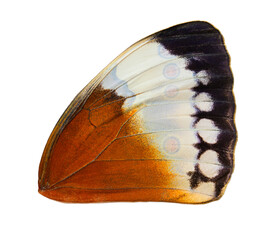Naklejka premium siamese junglequeen butterfly wings in close up with details of every velvet scales, exotic insect parts