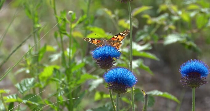 Macro - Butterfly on a blue flower.