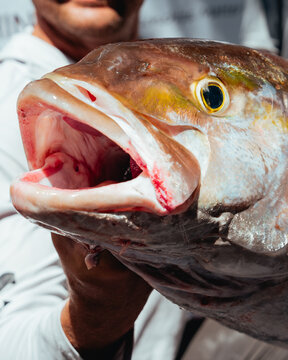 Close-Up of Freshly Caught Fish Held by Fisherman on Boat