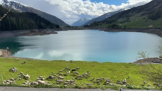 Alpine lake with cow grazing on green meadow and mountain backdrop Davos Switzerland