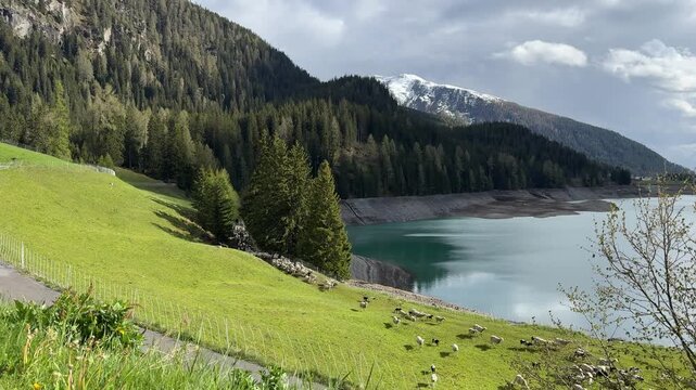 Swiss alpine valley with pine forest green meadow and mountain lake Davos Switzerland