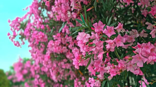 キョウチクトウ（夾竹桃）の花