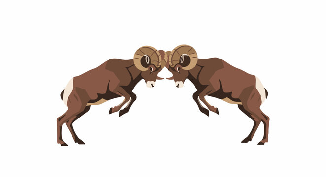 Two fighting rams with curved horns in symmetrical combat